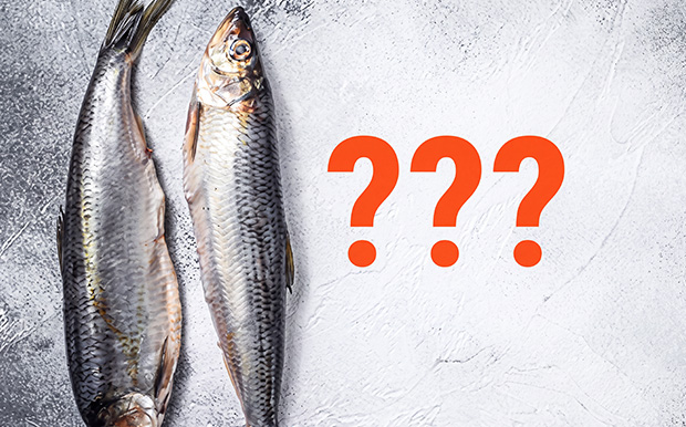 Zwei frische Fische auf einer hellen Steinplatte neben drei orangefarbenen Fragezeichen